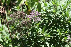 Hedyotis purpurascens